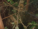 zoo Londra (86)