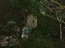 zoo Londra (88)