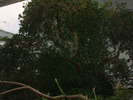zoo Londra (89)