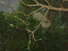 zoo Londra (90)
