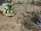 zoo Londra (95)