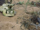 zoo Londra (96)