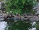 zoo Londra (98)