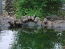 zoo Londra (101)