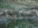 zoo Londra (102)