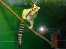 zoo Londra (105)