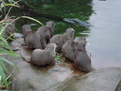 zoo Londra (106)