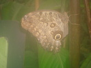 zoo Londra (111)