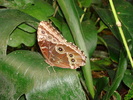 zoo Londra (112)