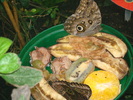 zoo Londra (115)