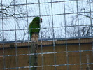 zoo Londra (123)