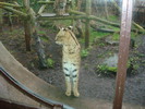 zoo Londra (125)