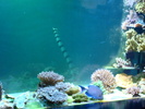 zoo Londra (127)