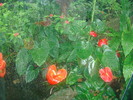 zoo Londra (129)