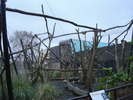 zoo Londra (131)