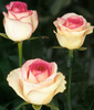 rose-dolce-vita
