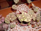begonia decorativa