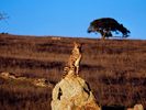paza-ghepard-wallpapers_13440_1600x1200