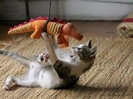poze-haioase-poze-dinozauri[1]