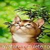 animale_0031