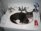 animale-amuzante-poze-pisici-colgate-baie[1]