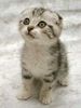 cute-kitten-weee_xor[1]