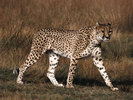 Ghepard_005