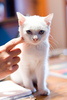 kitten[1]