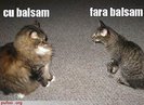 pisici_dupa_spalare_1[1]