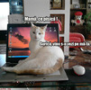 poze-amuzante-motanul-face-misto-de-surica[1]