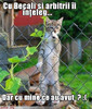 poze-amuzante-pisica-se-intreaba-de-ce-a-fost-inchis-ca-becali[1]