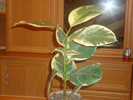 ficus