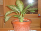 aglaonema