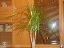 dracaena