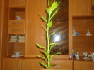 dracaena