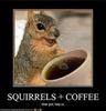 squirrels+caffe...=?