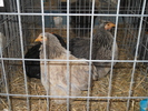 DSCN2421