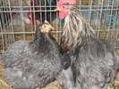 DSCN2422