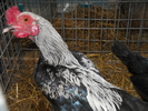 DSCN2429