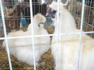 DSCN2434