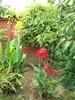cana indica