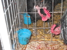 DSCN2443