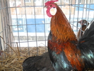 DSCN2445