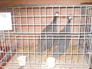 DSCN2453
