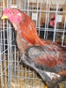 DSCN2578