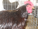 DSCN2583
