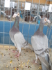 DSCN2592