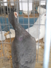 DSCN2596
