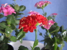 Kalanchoe roz si rosu 26 ian 2011 (2)