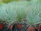 Festuca